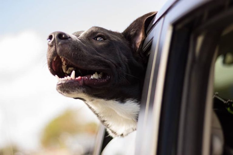 7 Ways To Protect Leather Car Seats From Dogs FavoredLeather