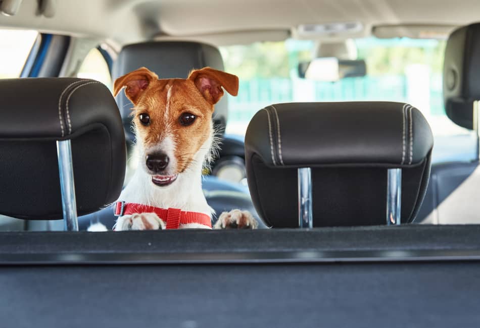 Is Leather or Cloth Car Seats Better For Dogs