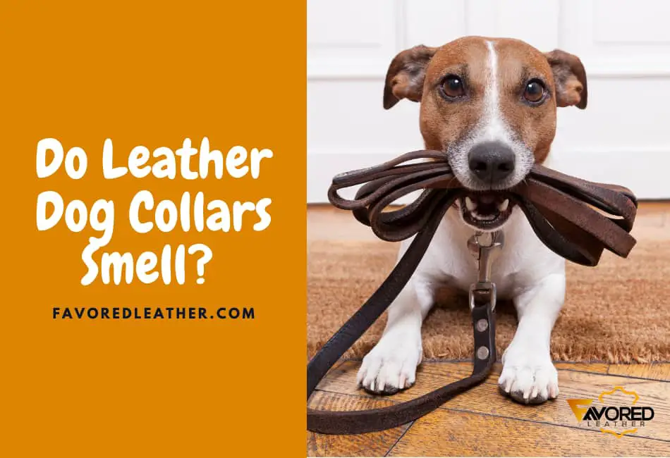 do leather dog collars smell