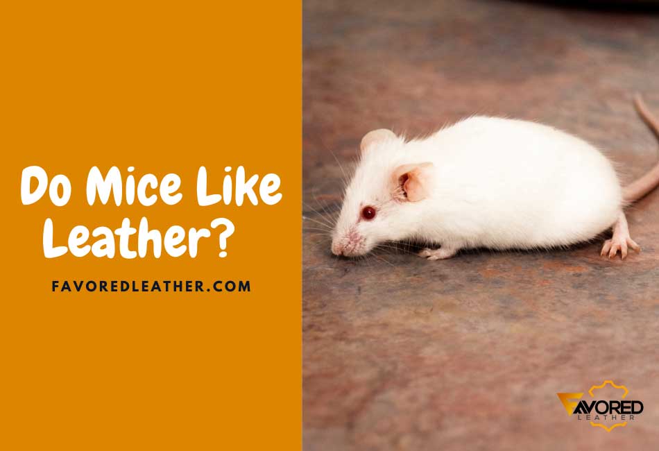 Do Mice Like Leather?